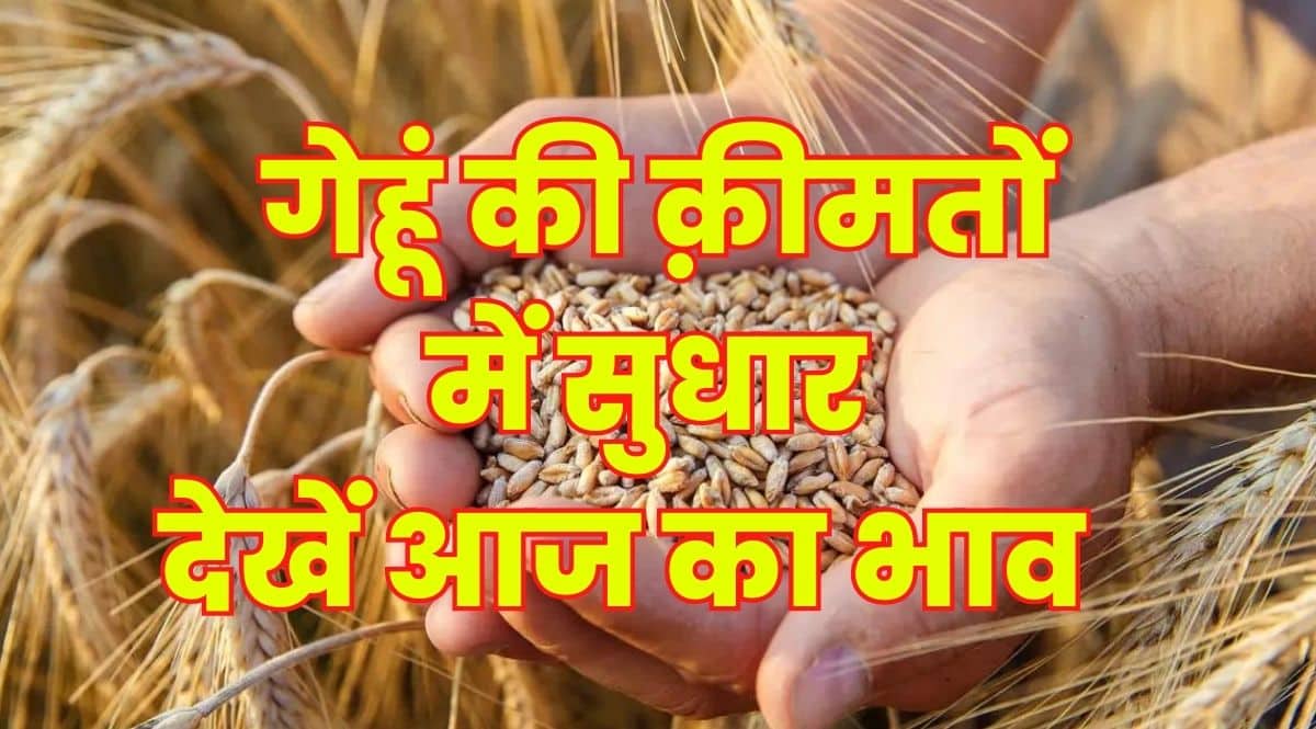 gehu ka bhav