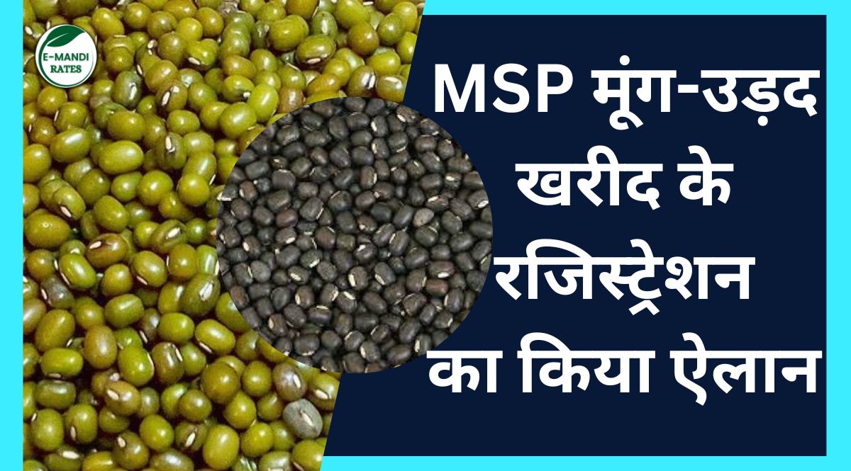 Moong-Urad Procurement