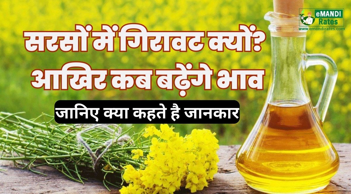 Why the decline in mustard