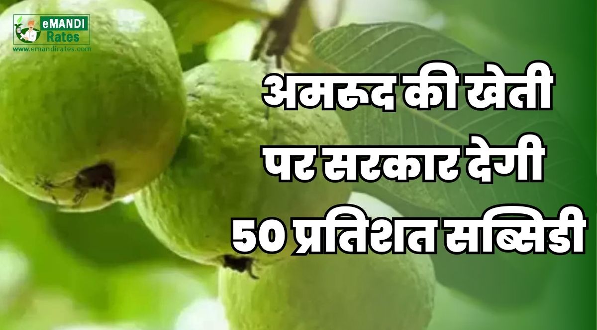 amrud ki kheti subsidy