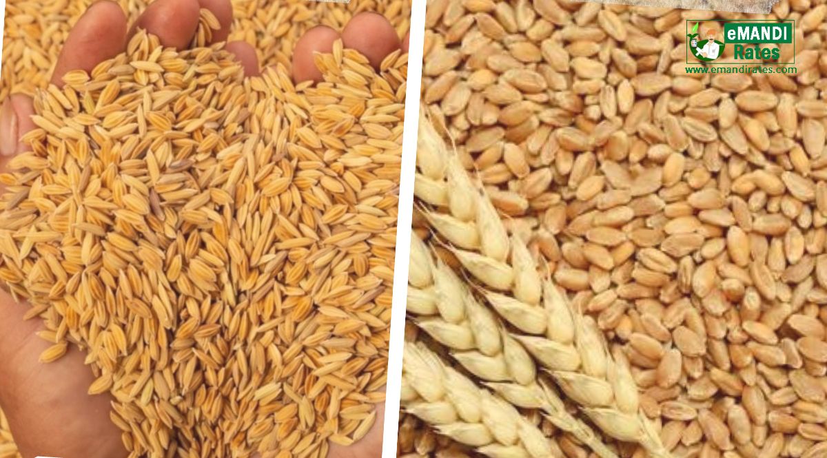 export policy of wheat and rice