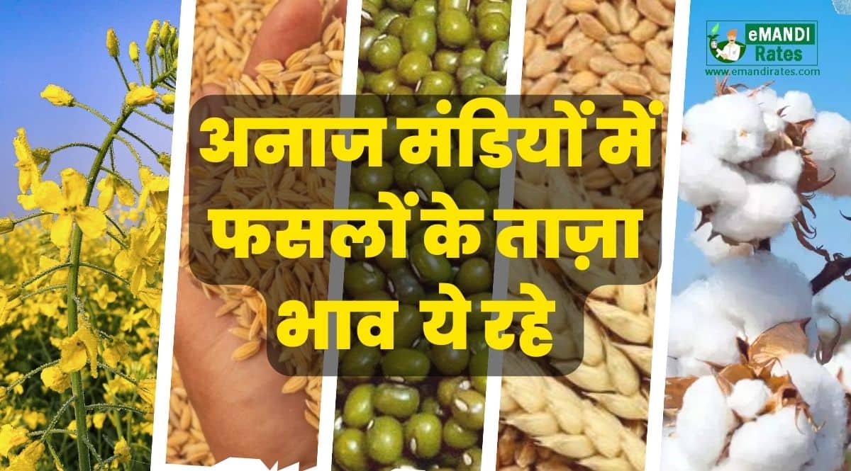 mandi bhav 31 may 2023