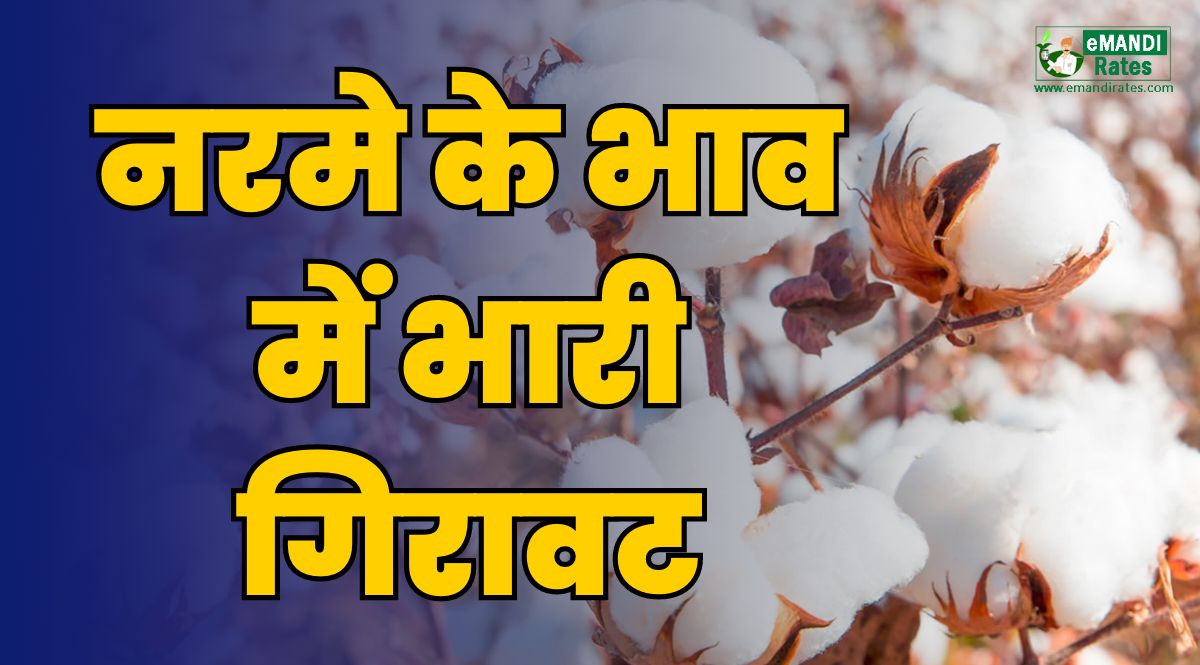 narma bhav me bhari giravat