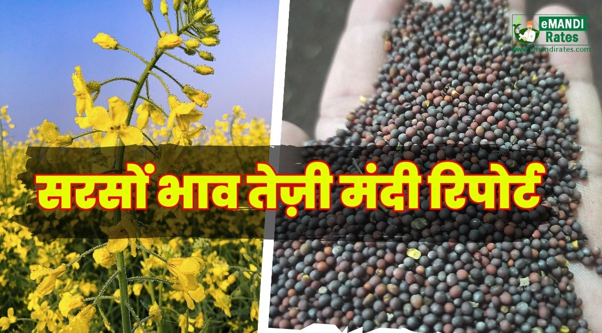 sarson bhav teji mandi