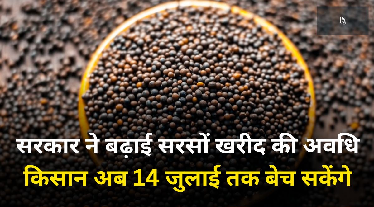Mustard Procurement In Rajasthan Will Now Be Till July 14