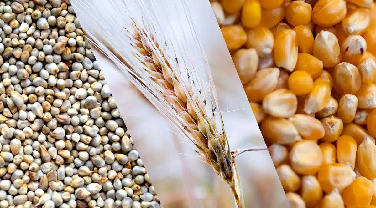 Price of paddy crops increased in Haryana, price of millet and wheat fell, know today's market price here