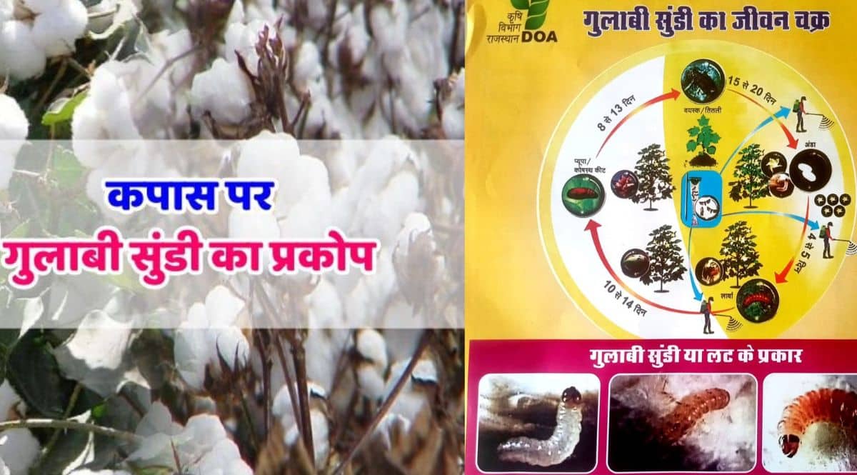 Gulabi Sundi in Cotton