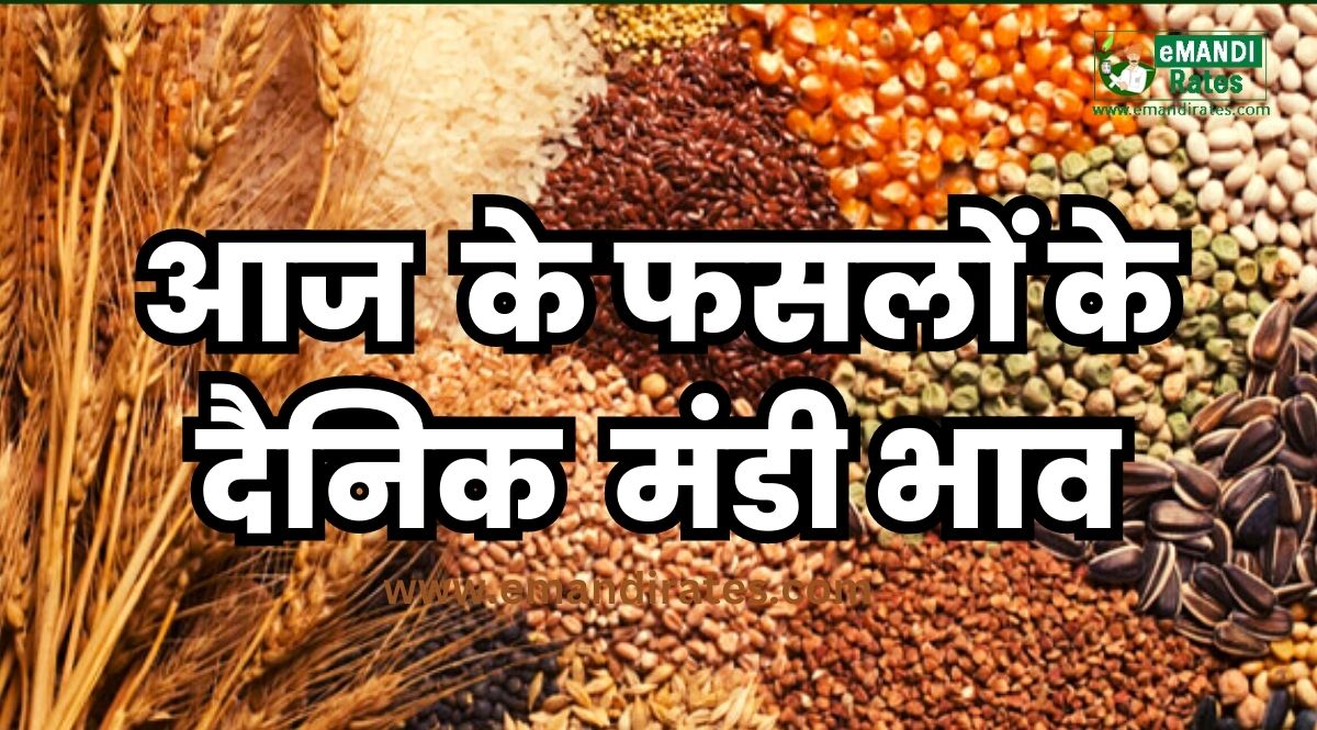 mandi bhav today update