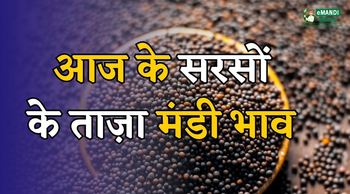sarson ke taza bhav