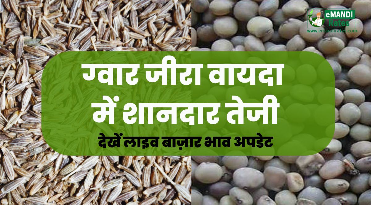 vayda bazar bhav live