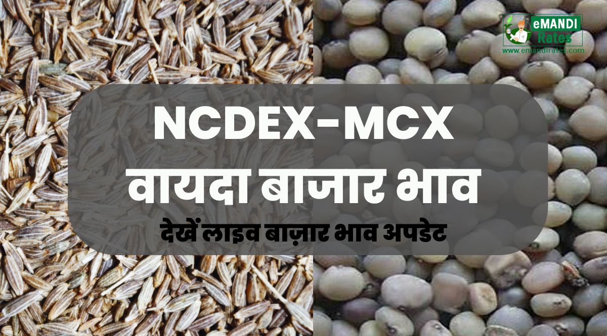 vayda bazar bhav update