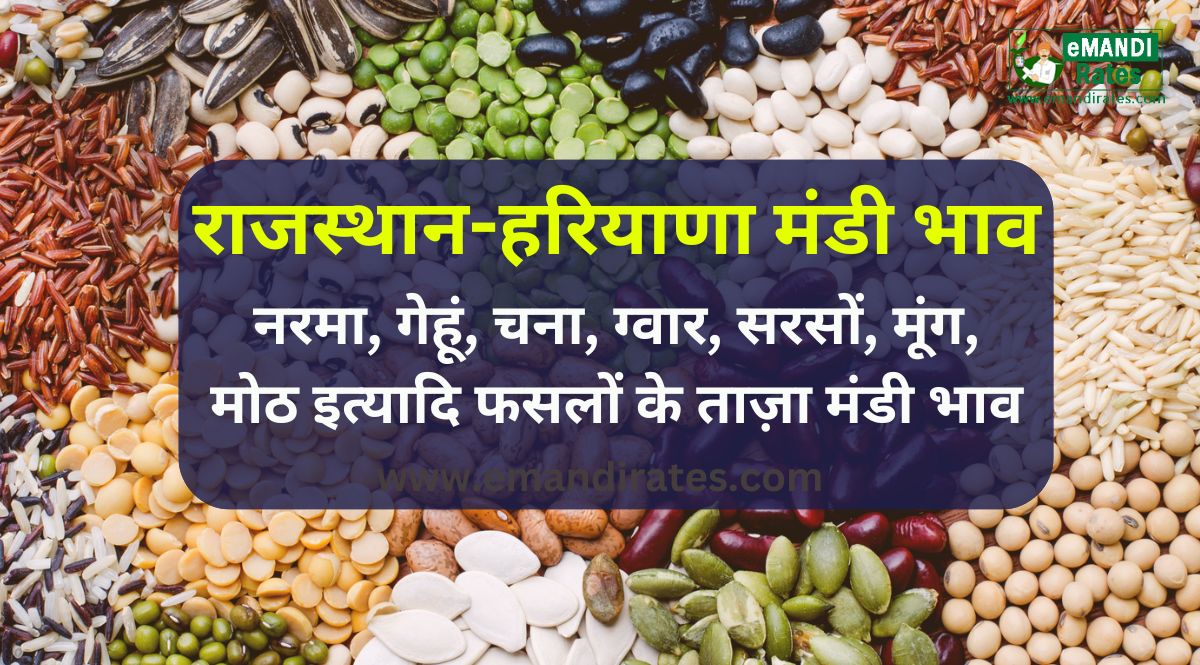 Anaj Mandi Bhav Today