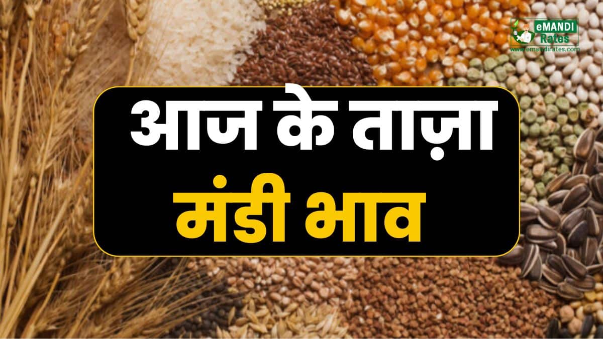 Anaj Mandi Bhav aaj Ka