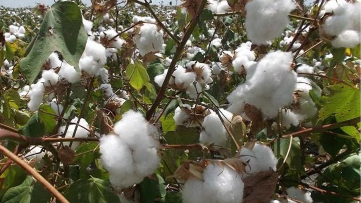 Cotton Prices