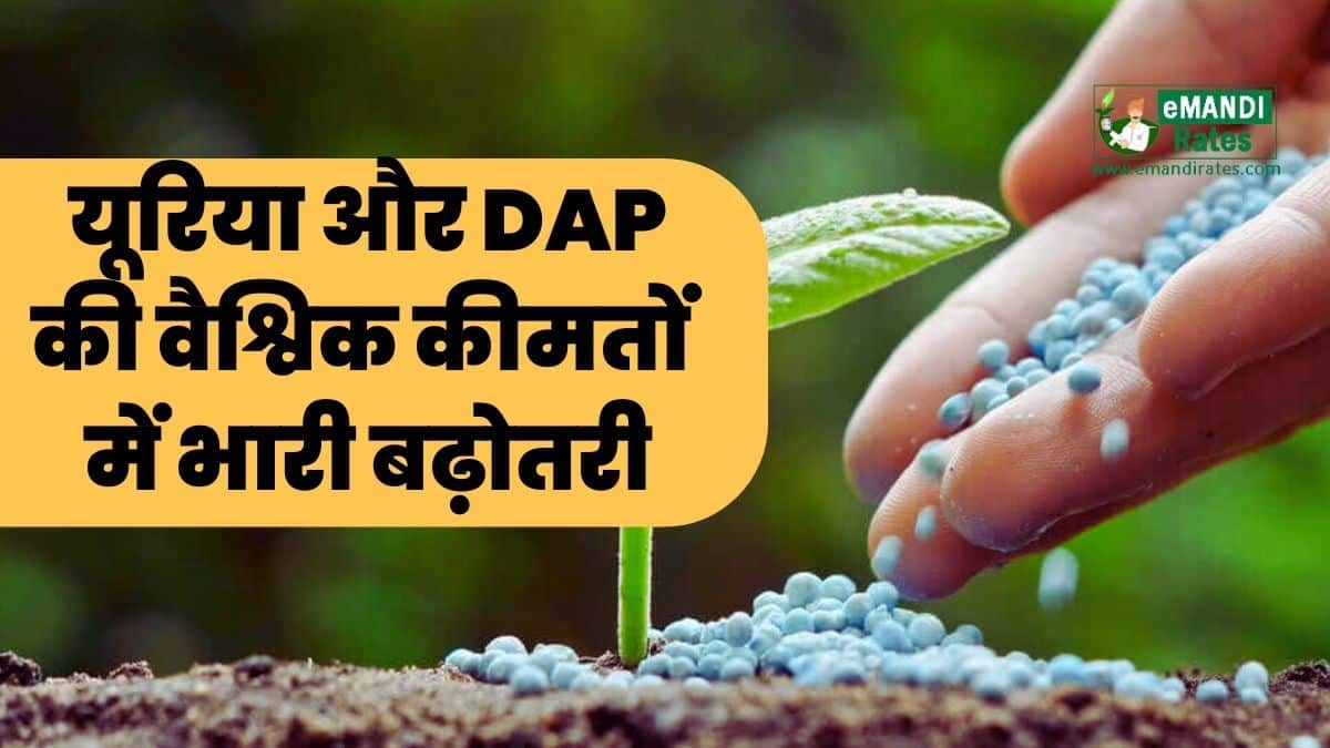 Global Market Fertilizers Price