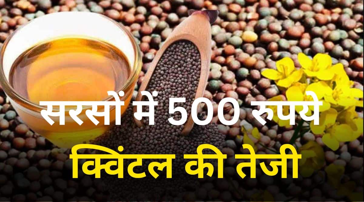 Mustard prices rise by Rs 500 a quintal