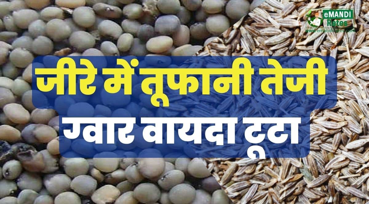 ncdex vayda bazar live