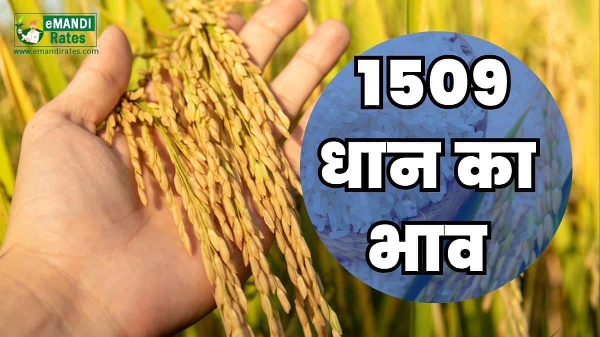 1509 dhan ka bhav today