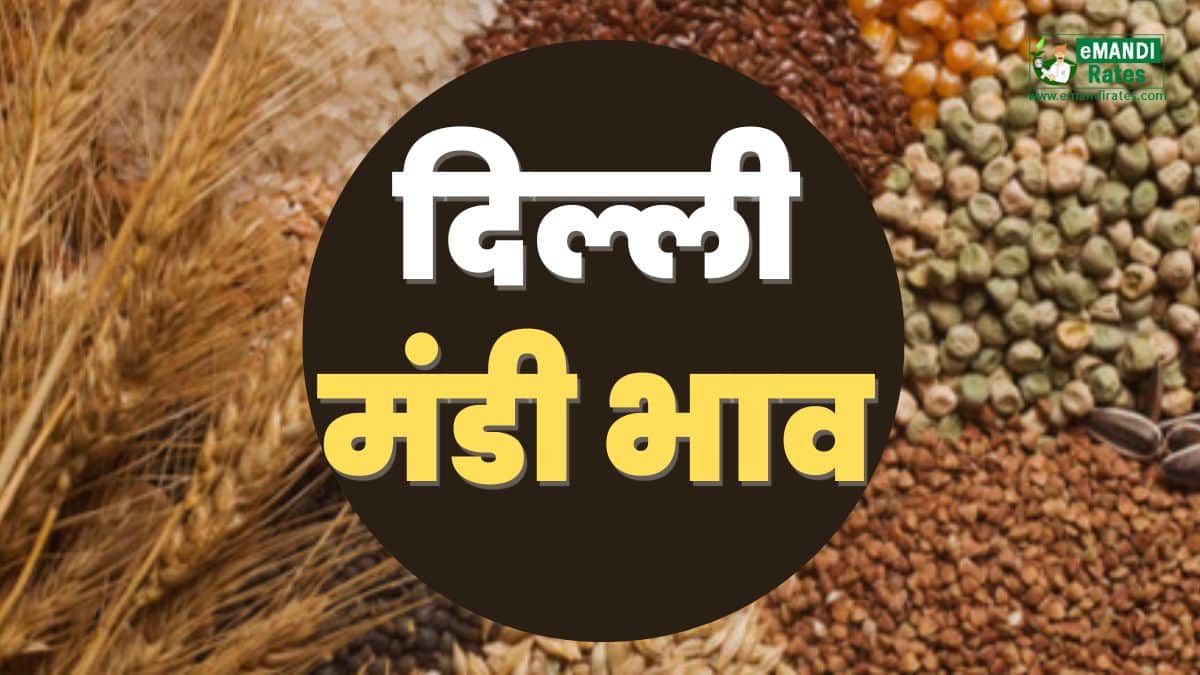 Delhi Mandi Bhav Today