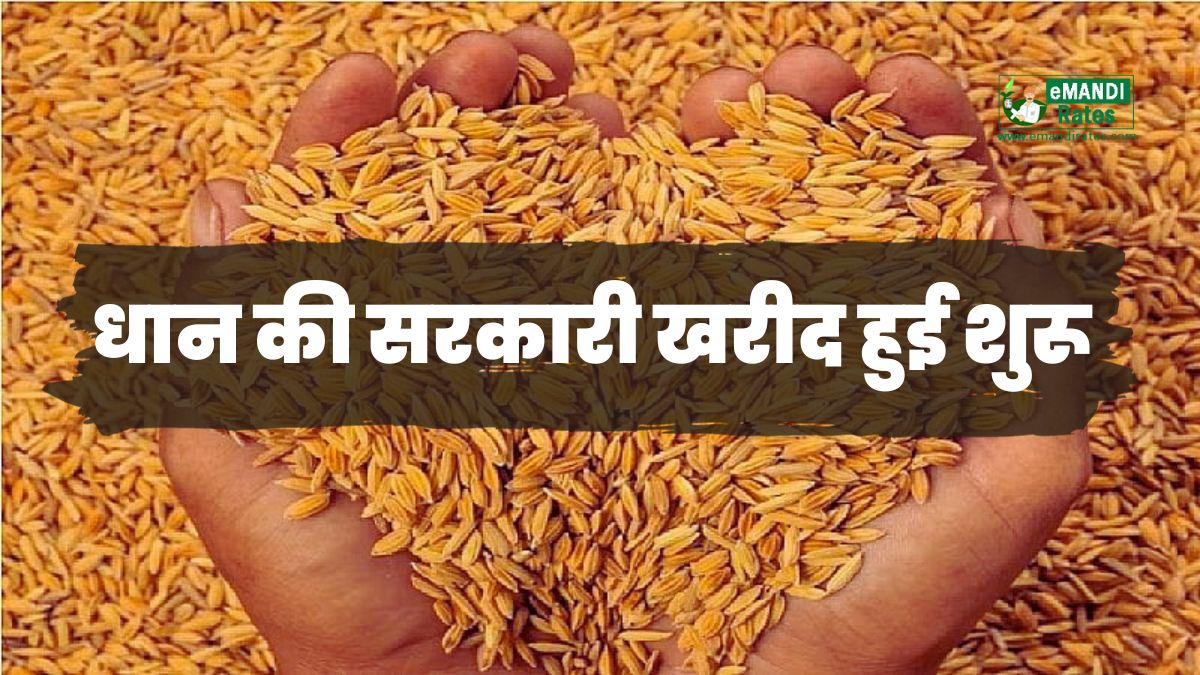 Government procurement of paddy begins