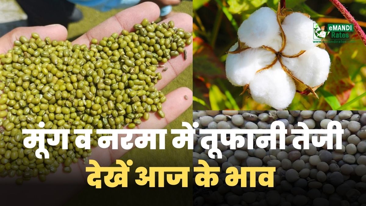 Mandi BHav September 2023
