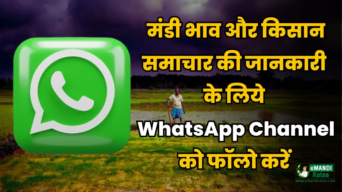 Mandi Bhav WhatsApp Channel