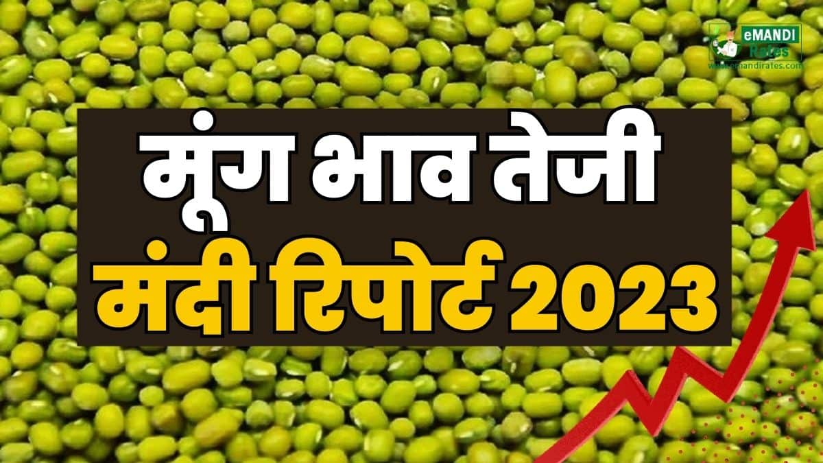 Moong weekly bullish bearish report
