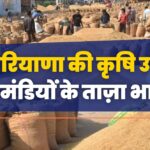 Haryana Mandi Bhav Today