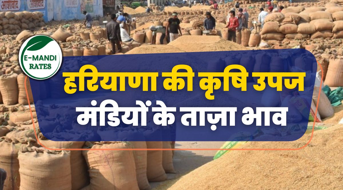 Haryana Mandi Bhav Today