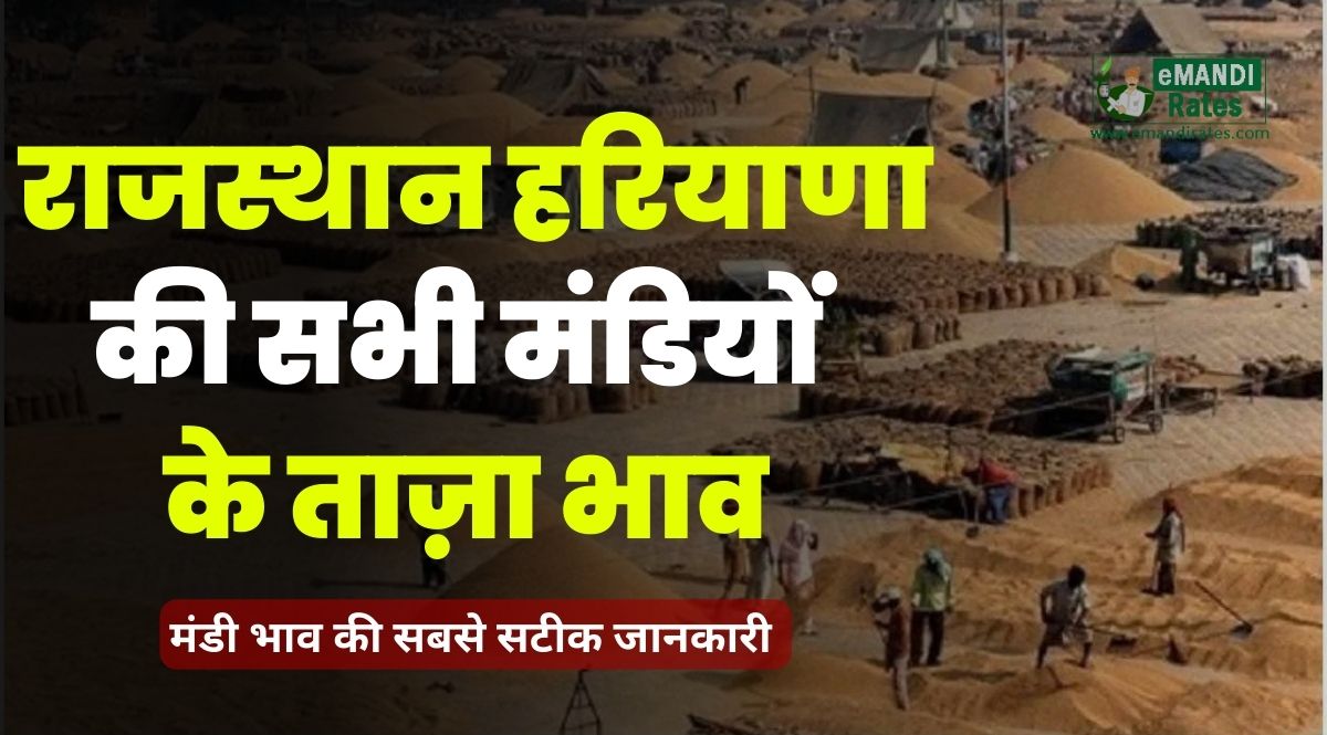 Mandi Bhav Today