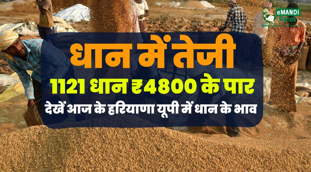 dhan ka bhav today live updates