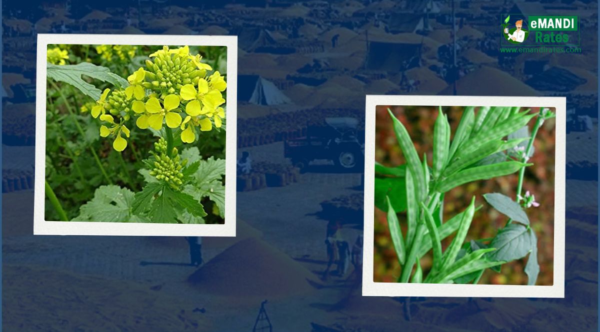 Mustard, Guar, Cottonseed Oil, Soybean Oil Market Price Report