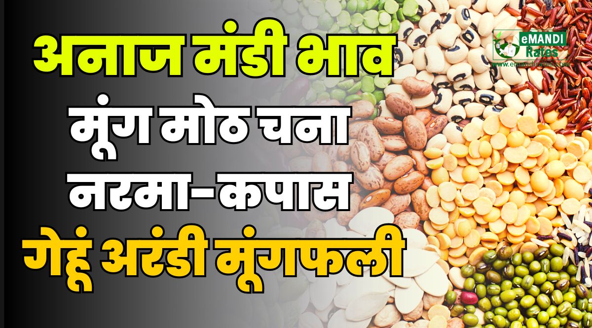 anaj mandi bhav today