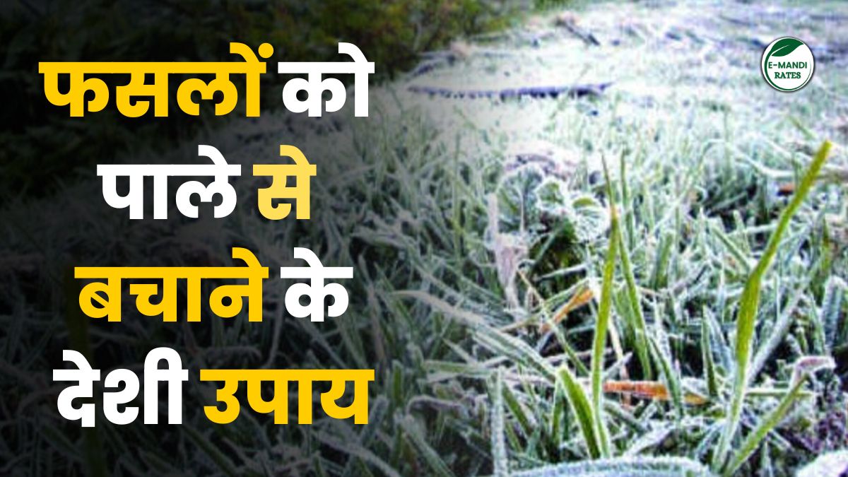 Farmers should protect their crops from frost like this