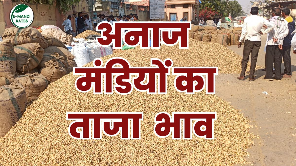 Mandi Bhav Today Rajasthan-Haryana