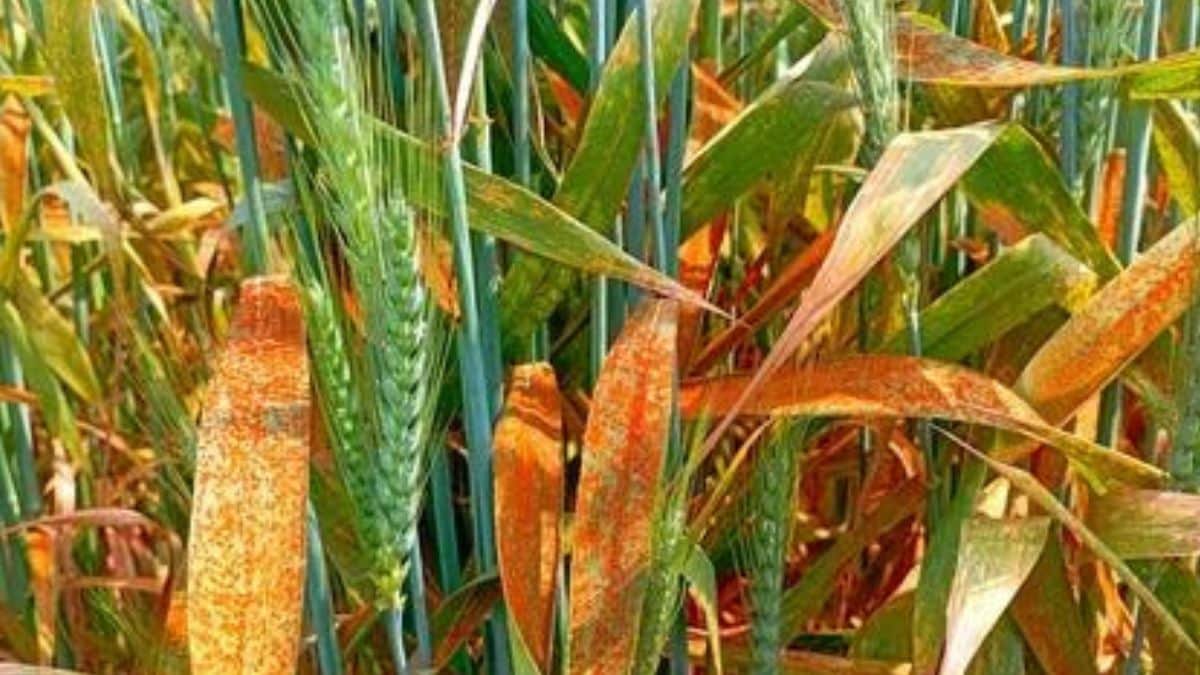 Wheat Yellow Rust