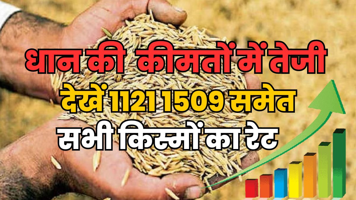 dhan bhav today