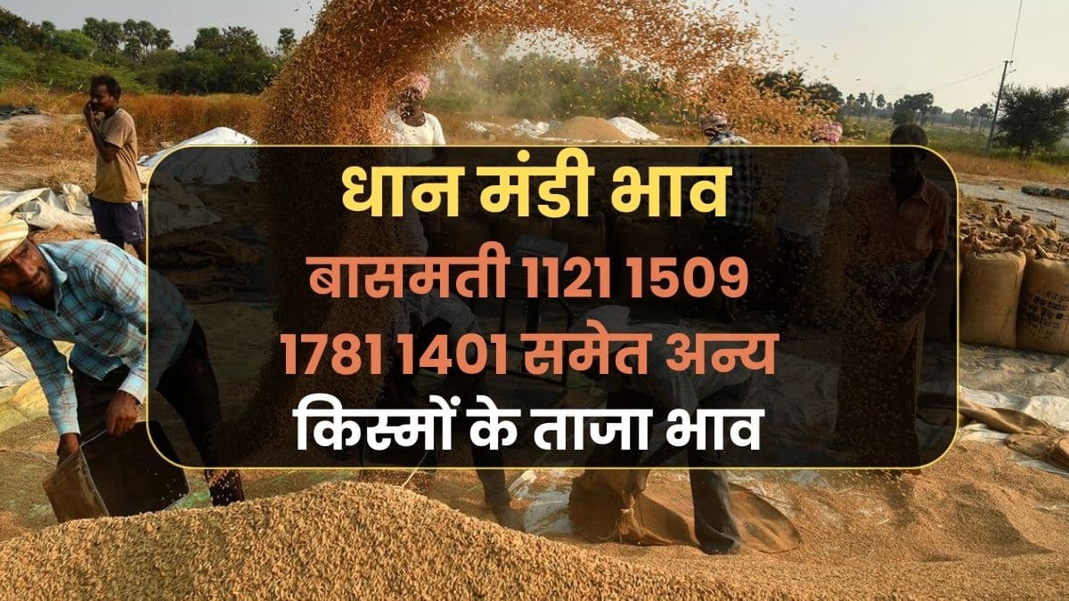 dhan ka taza bhav aaj