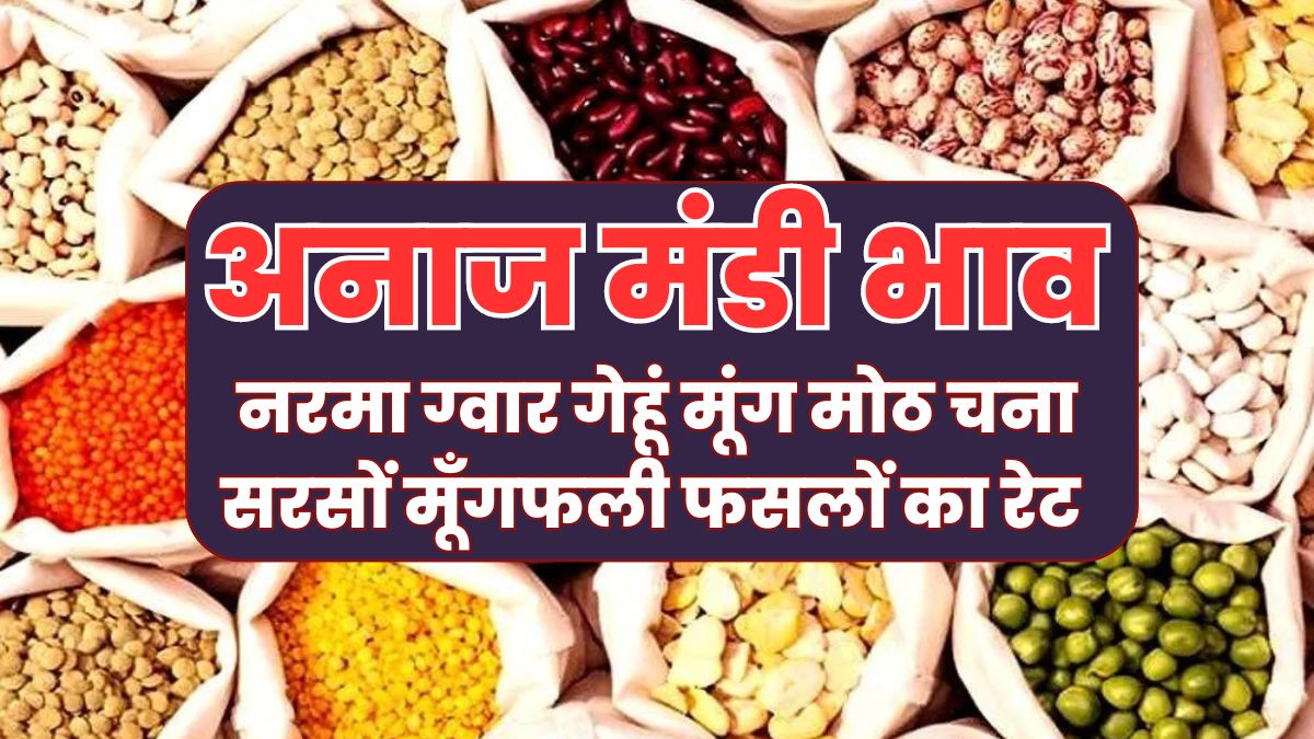 mandi bhav today live update