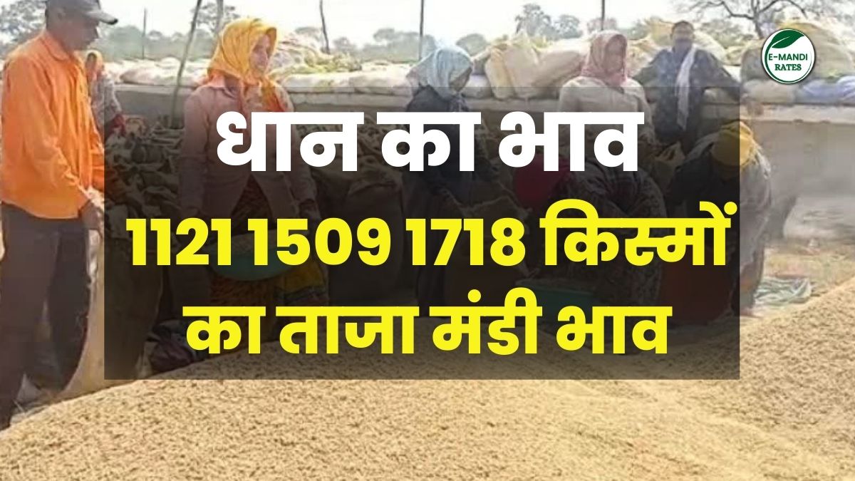 Aaj Ka Dhan Bhav