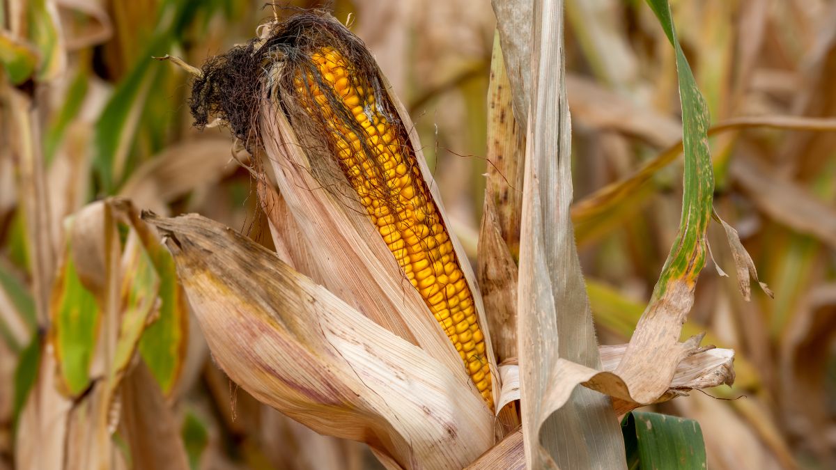 Maize