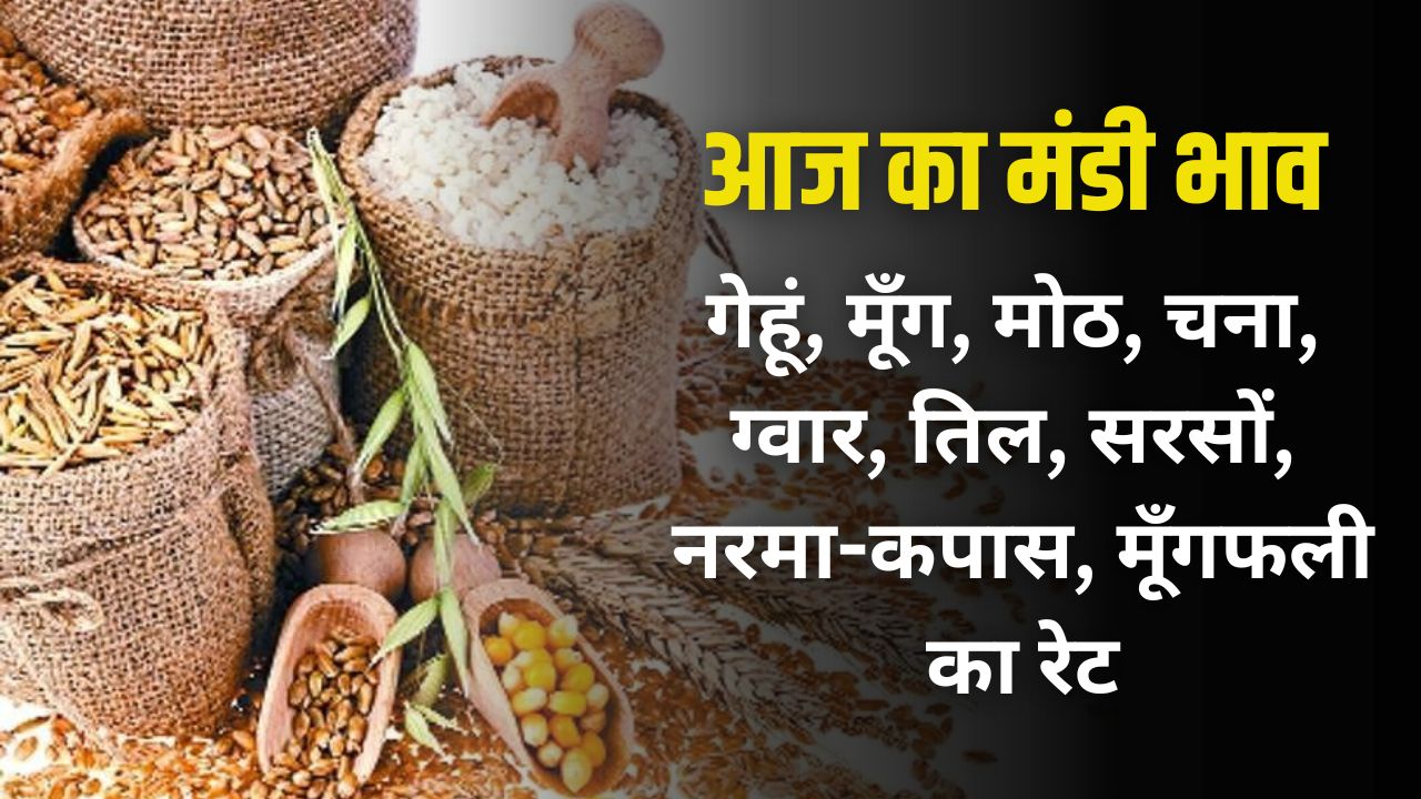 Mandi Bhav