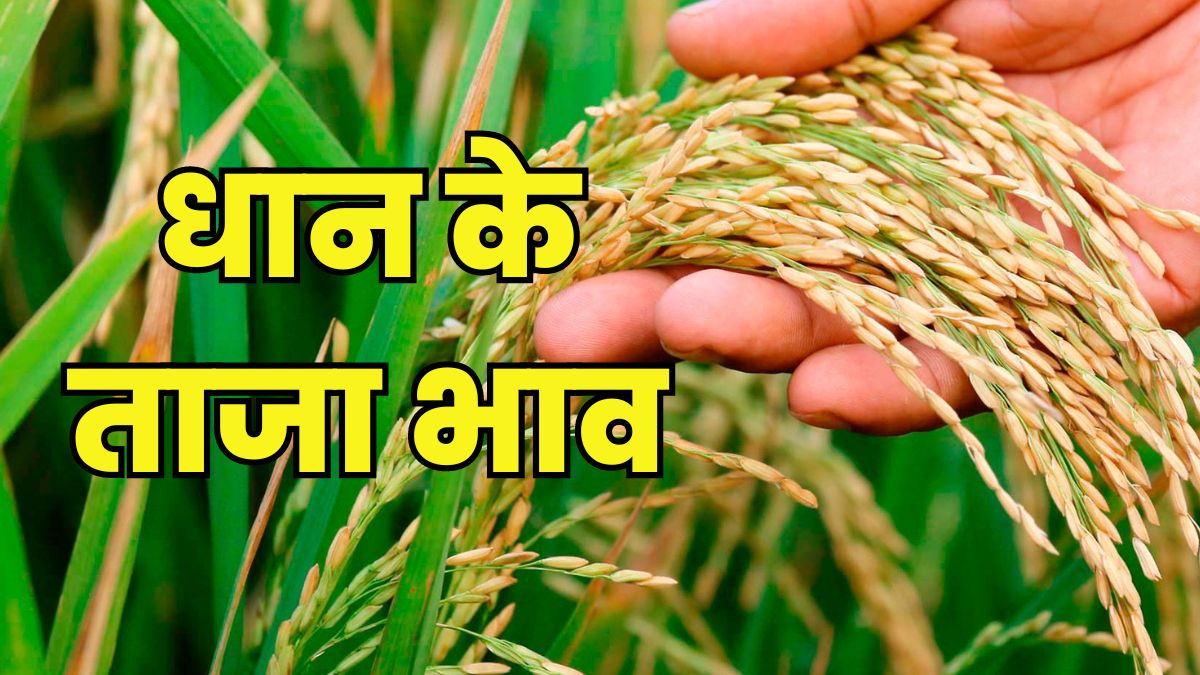 Paddy Price 29 January