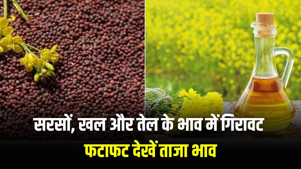 Sarso bhav 30 January