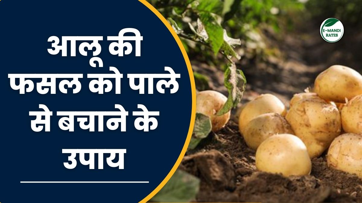 Take these measures to protect potato crop from frost