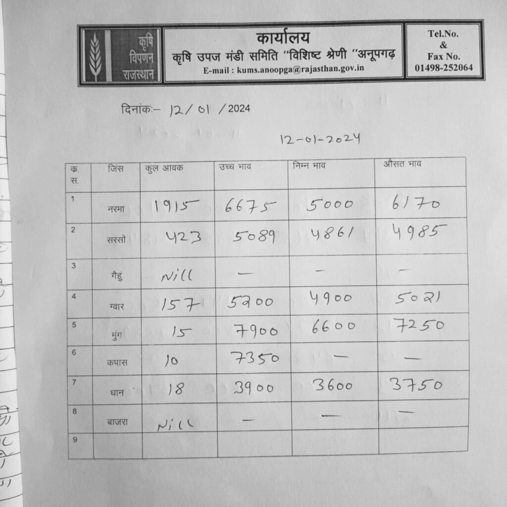 anupgarh mandi bhav 12 january 2024