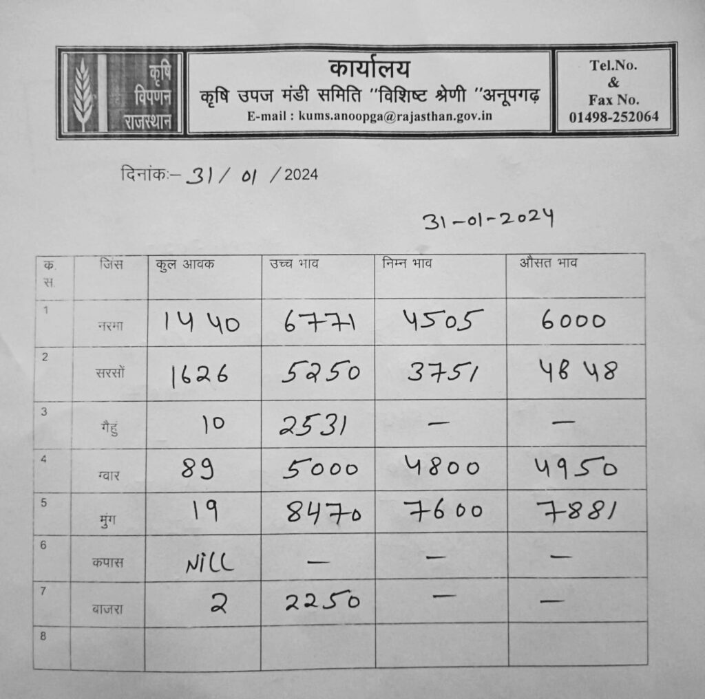 अनूपगढ़ मंडी भाव 31 जनवरी 2024