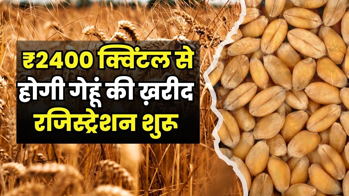 Wheat MSP Price 2024-25