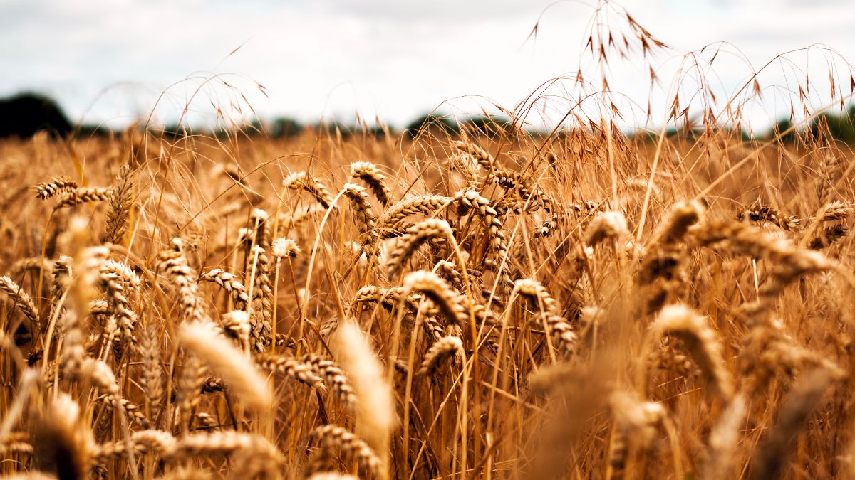 Rabi Season 2024 Wheat Production in india
