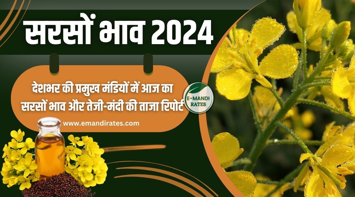 sarso ka bhav 2024